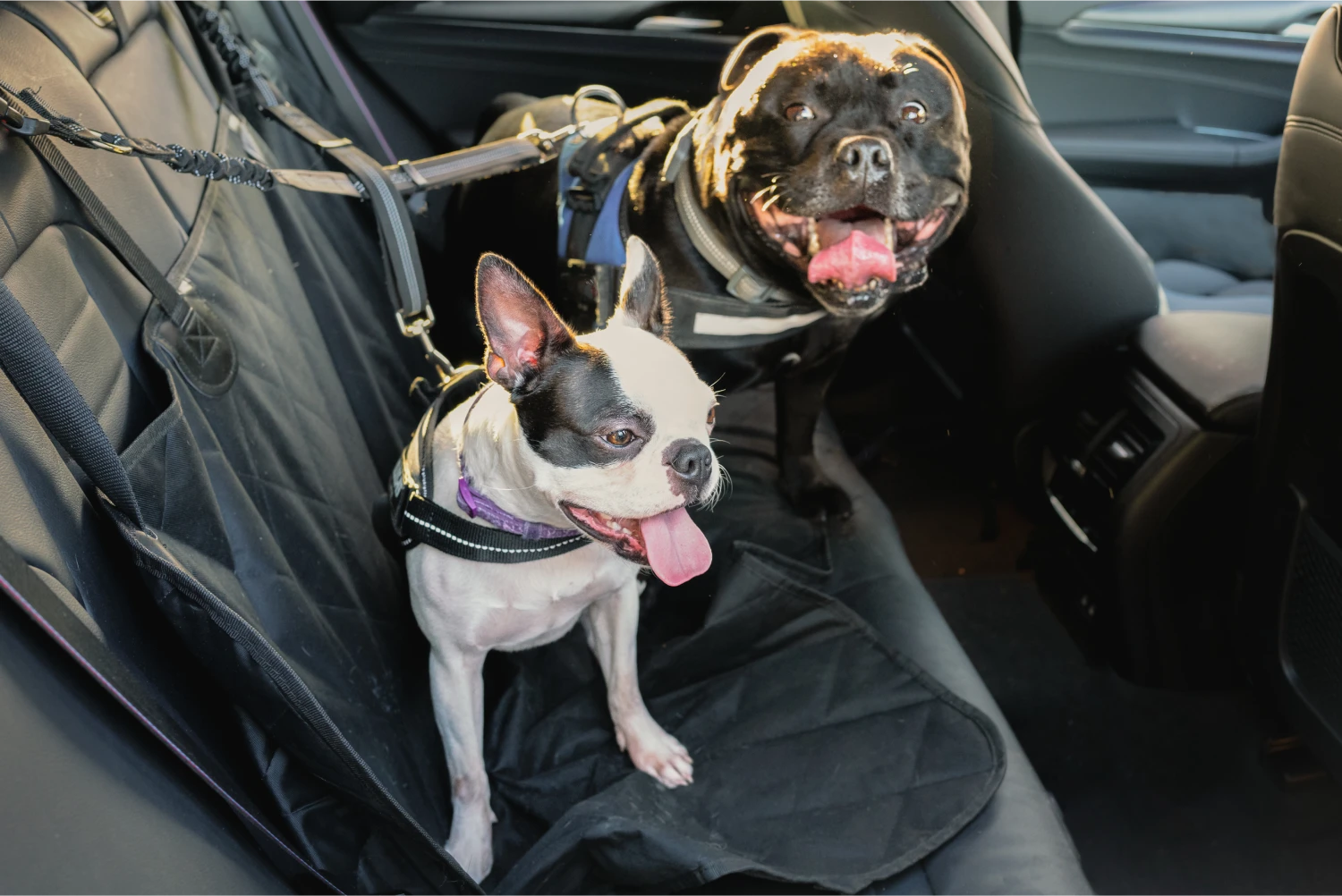 Ford Explorer Dog Car Seat Belt for Brittanys