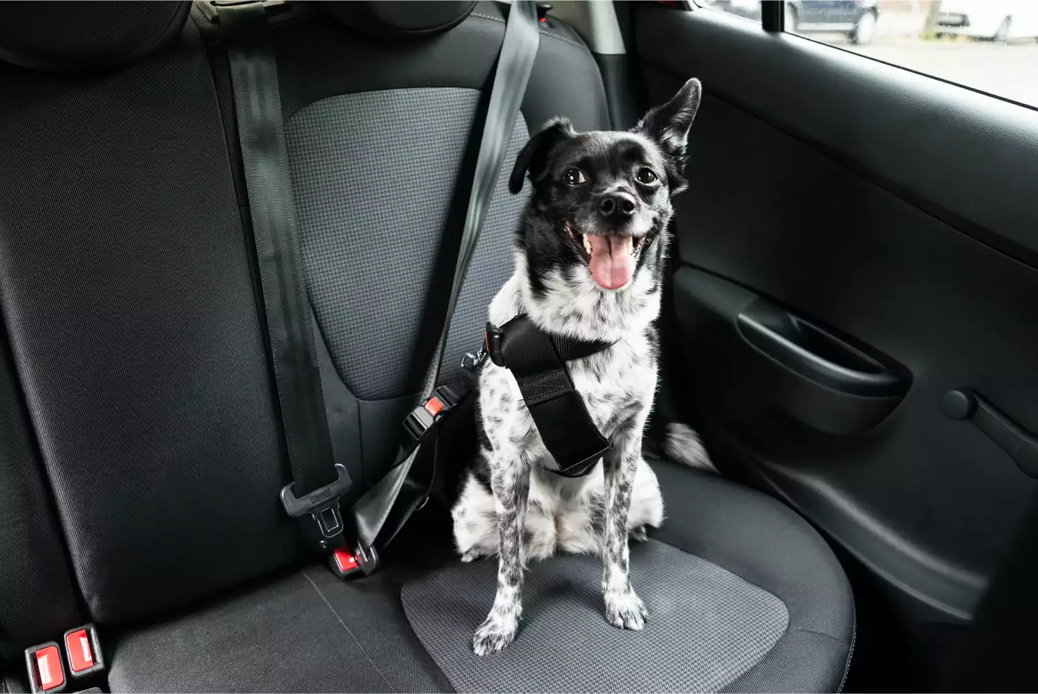 Toyota Camry Dog Safety Belt for Border Terriers
