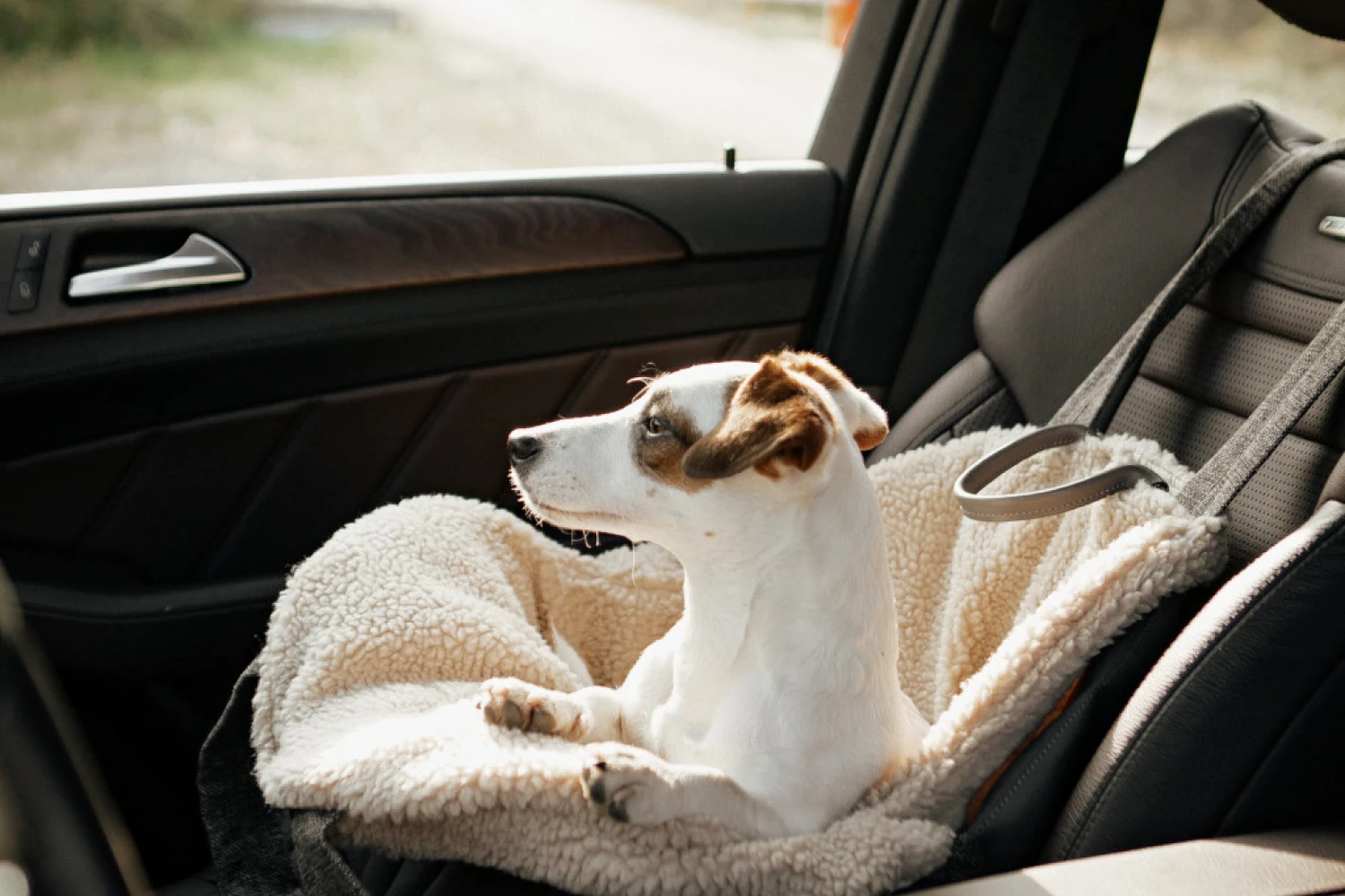 Norfolk Lurcher Dog Carrier Car Seat for Chevrolet Tahoe