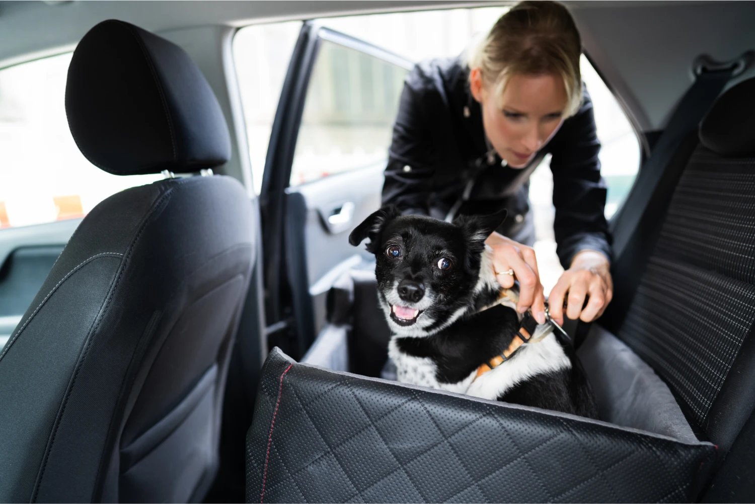 Nissan Frontier Dog Safety Belt for German Shepherd Dogs